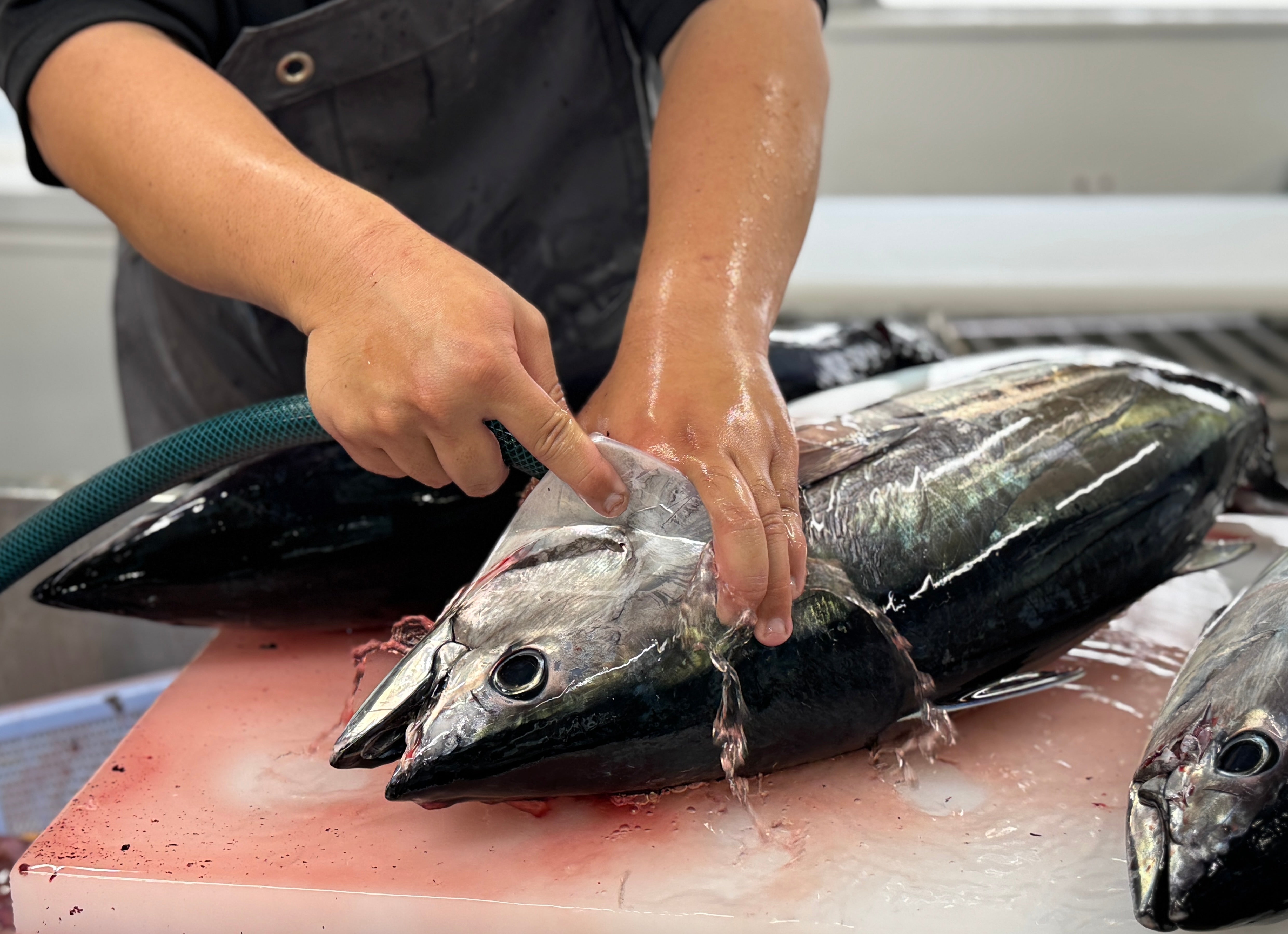 満腹!かつおのたたき 約1.3kg~1.5kg かつおのたたき カツオの